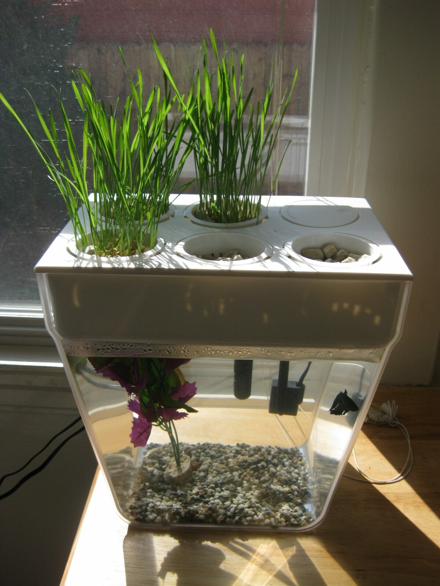 plants for aquaponics fish tank 1