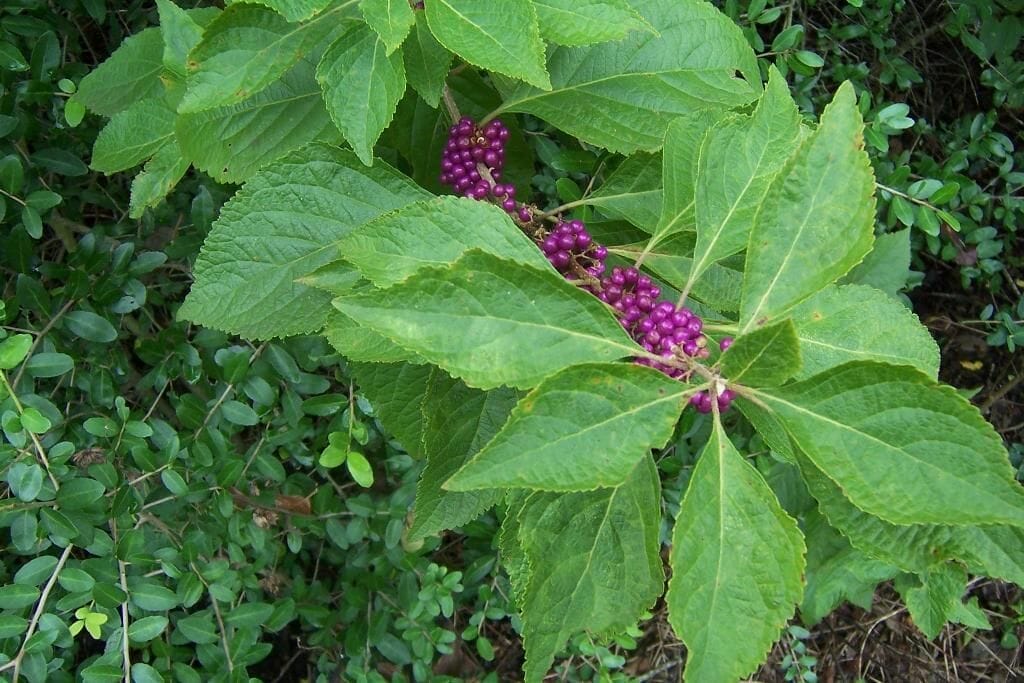mosquito repellent plants for texas 2