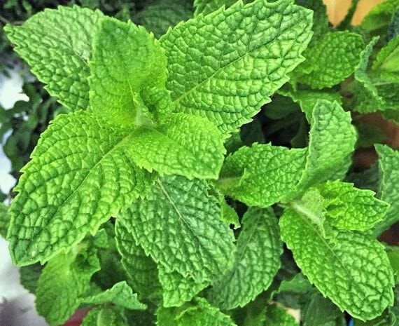 mint plant for mojitos 2