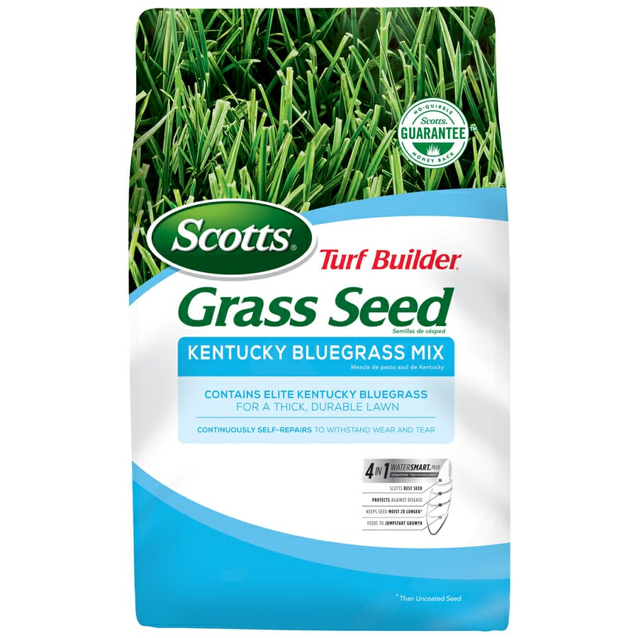 blue grass seed 2