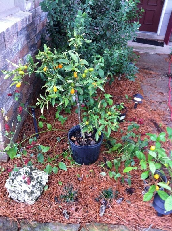 soil for planting fruit trees 2