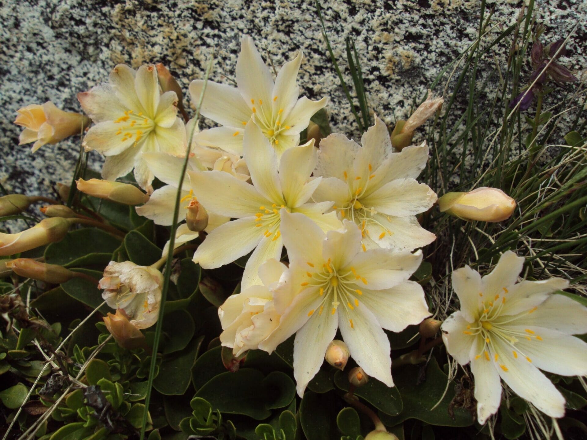 plants for washington state 2