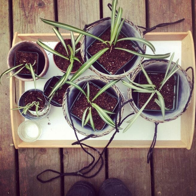 plants for housewarming 2