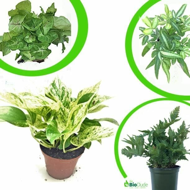 10 Best Plants For Ball Python In 2023 The Wrench Finder