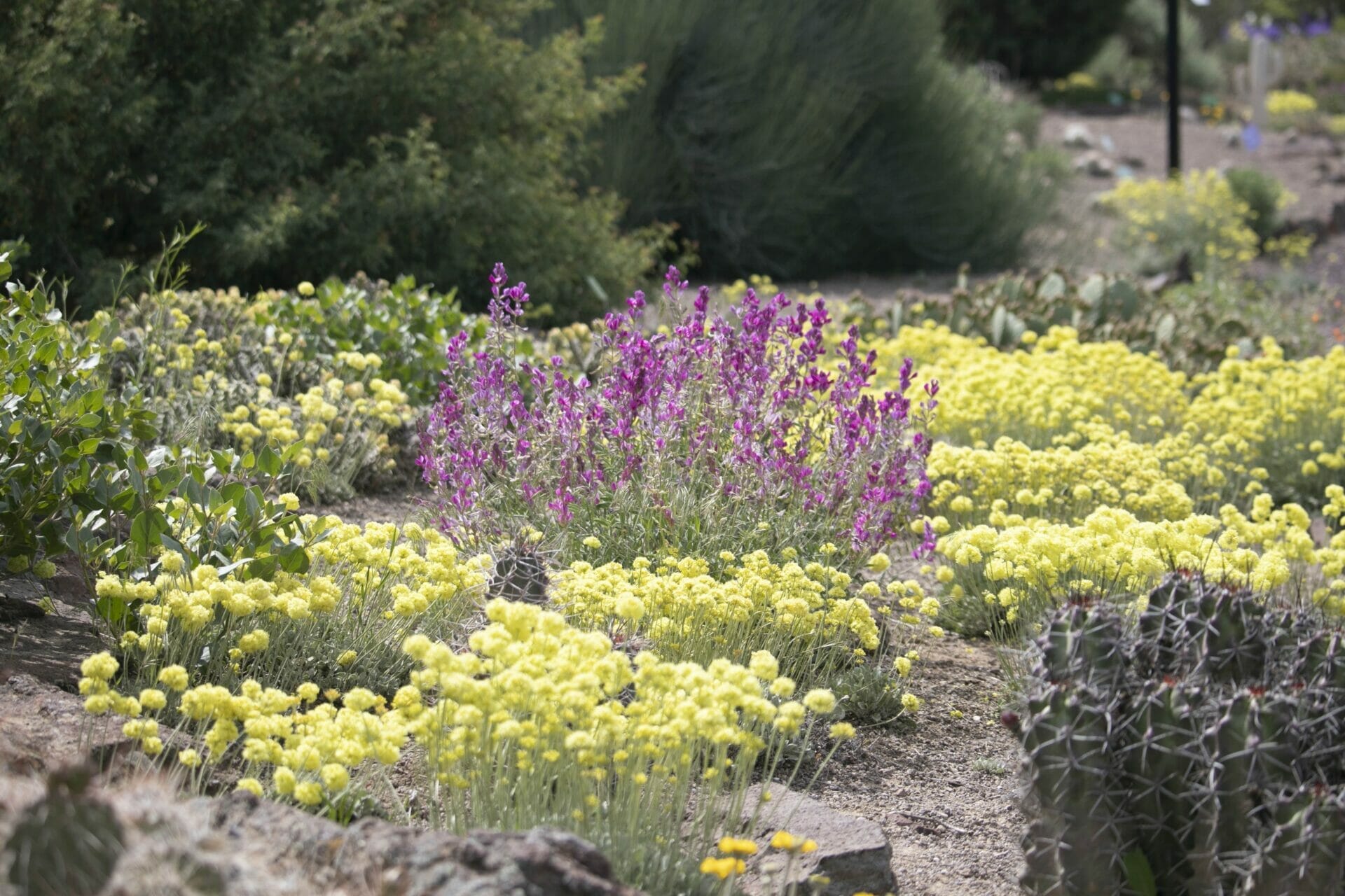 10 Best Plants For Idaho In 2023 The Wrench Finder