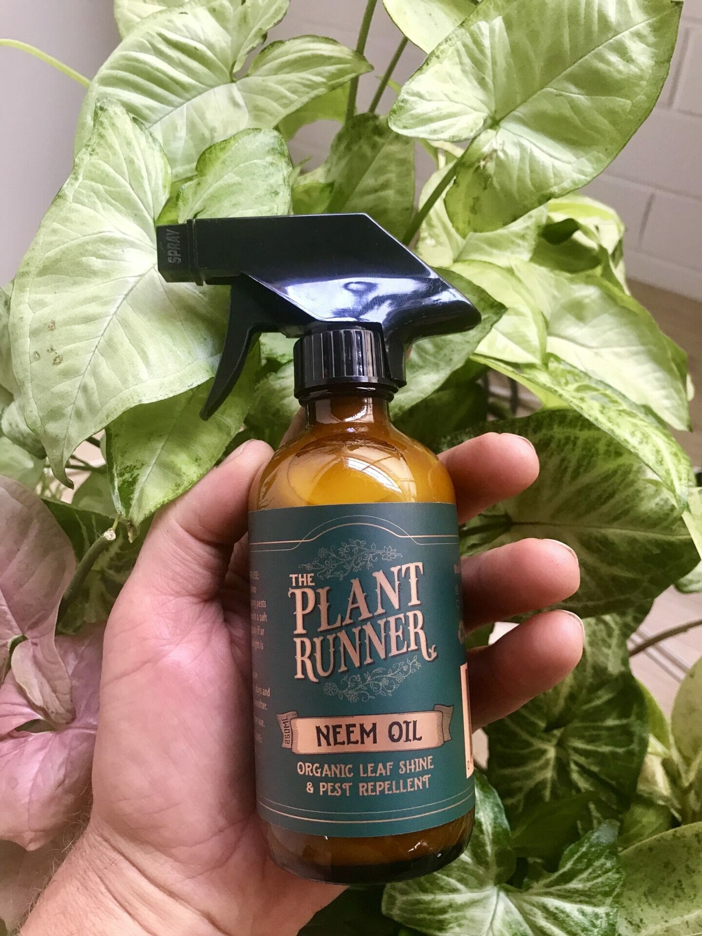 neem oil for indoor plants 1