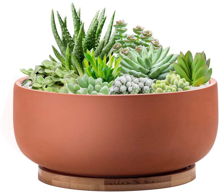 plants for shallow planters 2