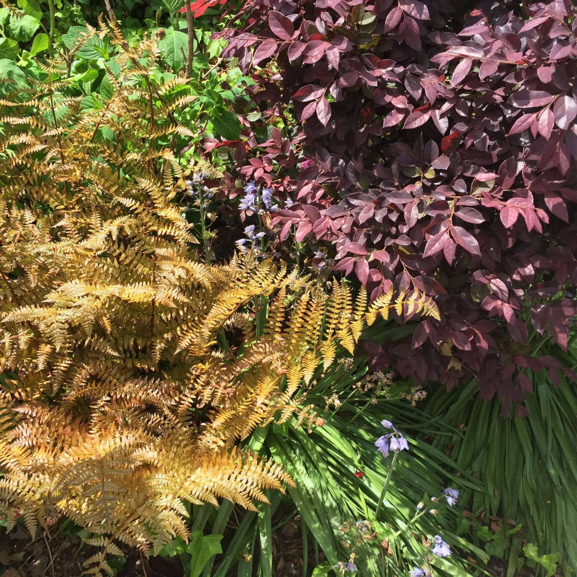 outdoor plants for virginia 1