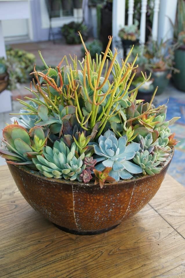 pot for succulents indoors 2