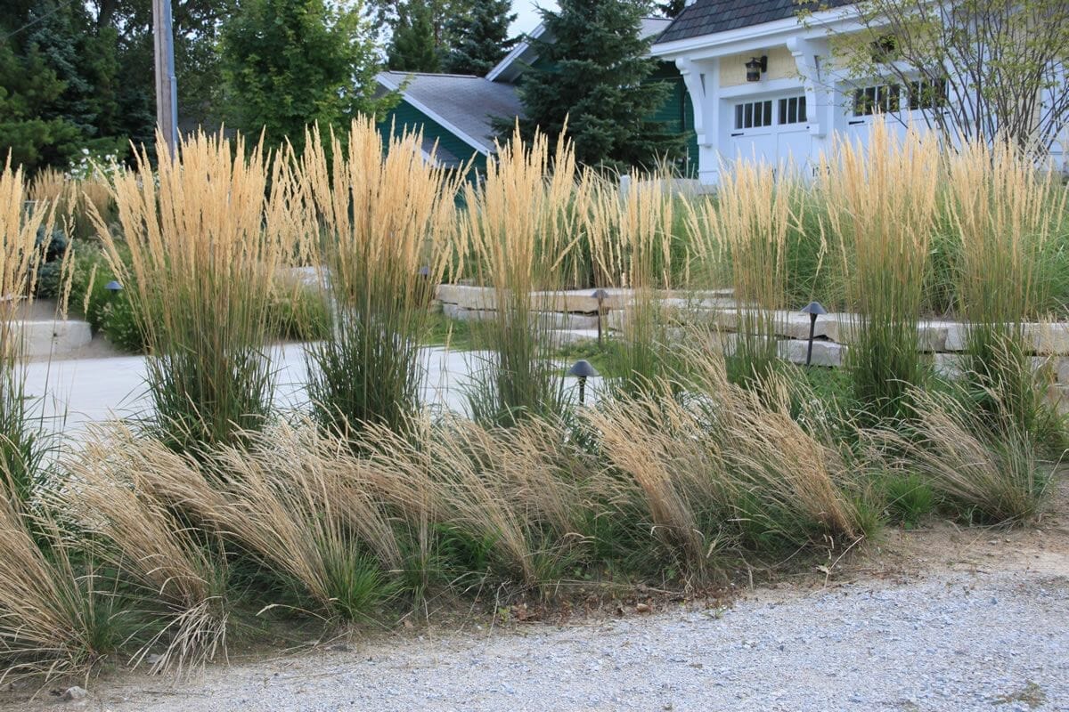 10 Best Plants For Michigan Landscaping In 2023 The Wrench Finder