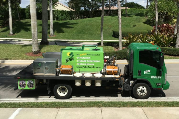 palm tree fertilizer for florida 2