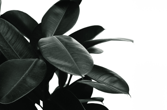 soil mix for rubber plant 1