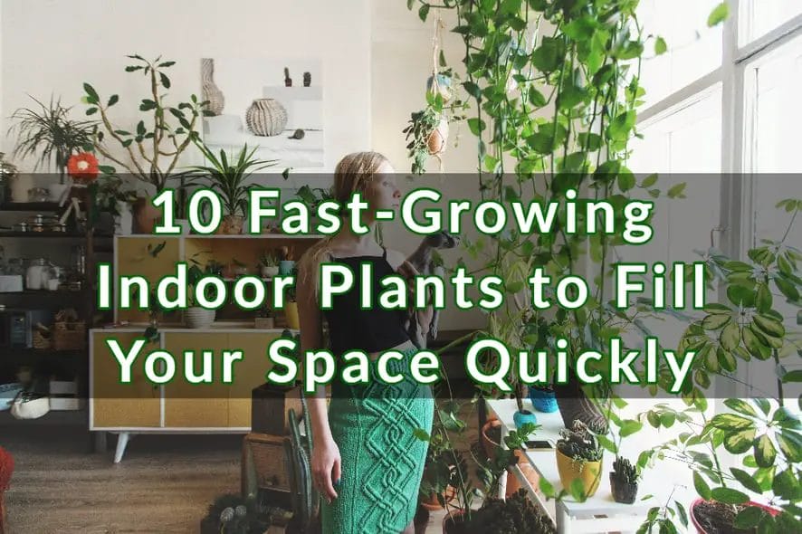 plants to fill space 1