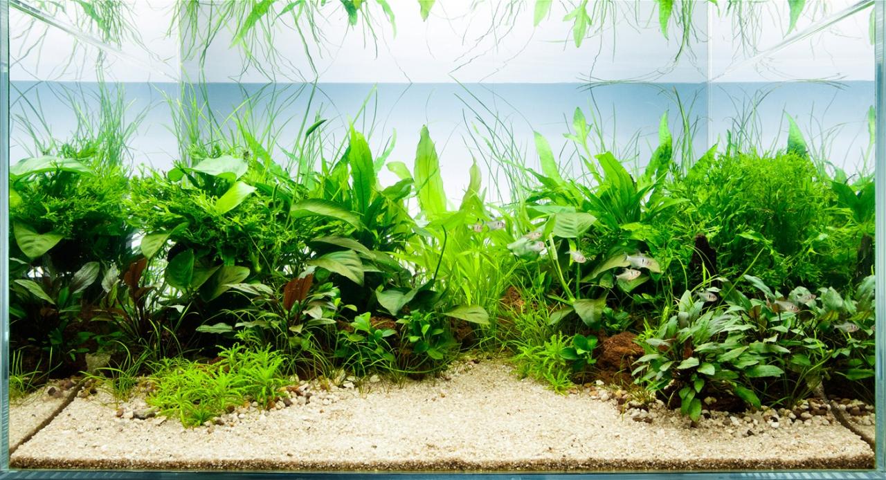 10 Best Live Plants For Guppies In 2023 The Wrench Finder