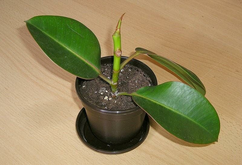 potting soil for rubber plant 2