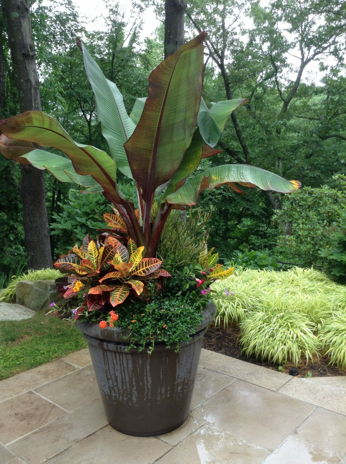 outdoor tropical plants for texas 1