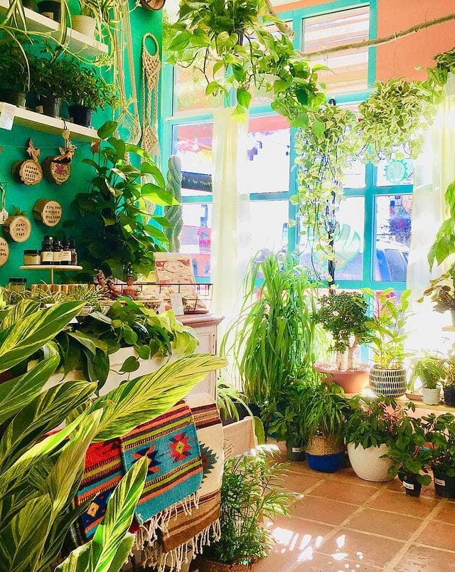 plant nursery denver 1