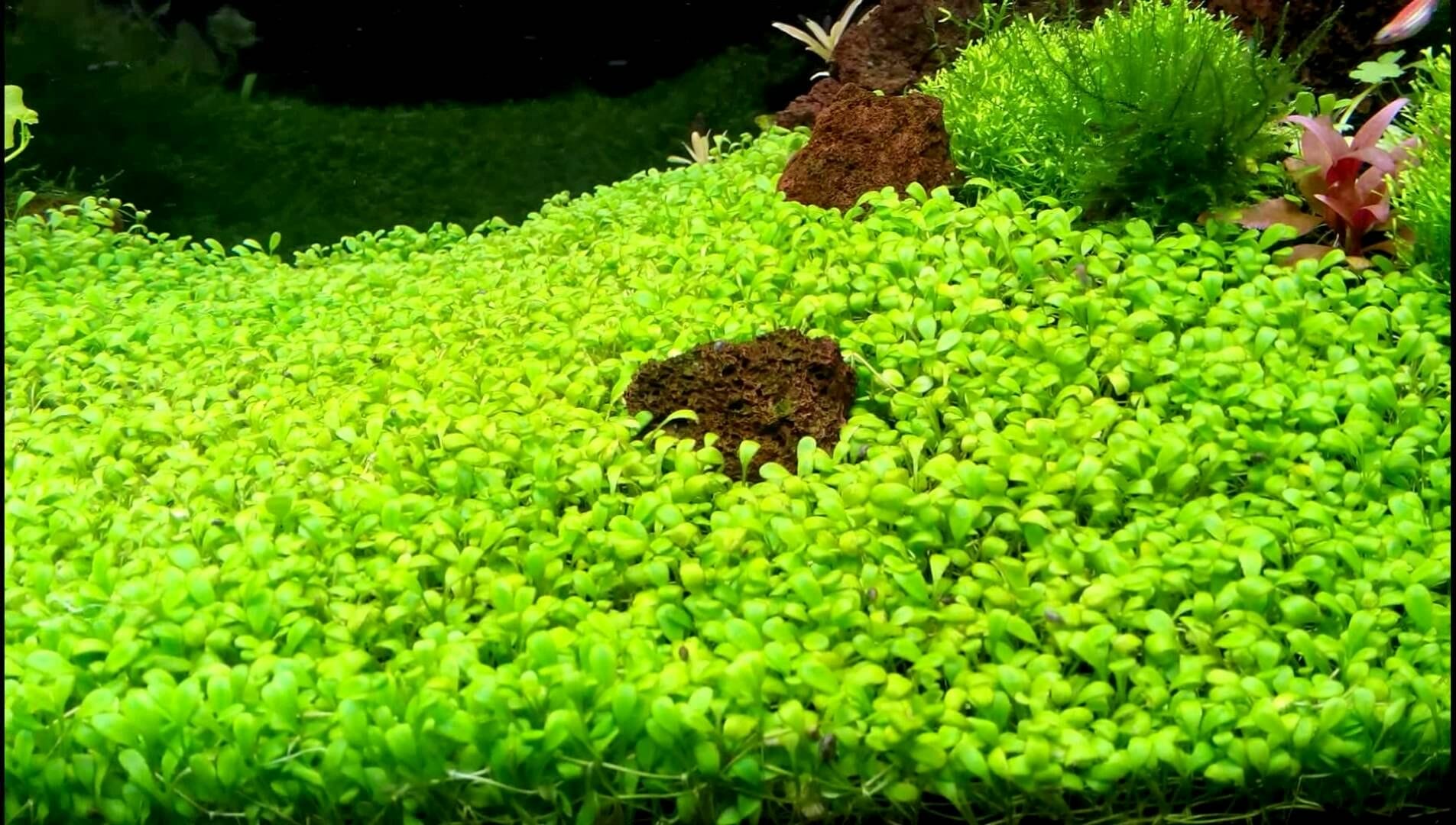 carpet plants for aquarium 1