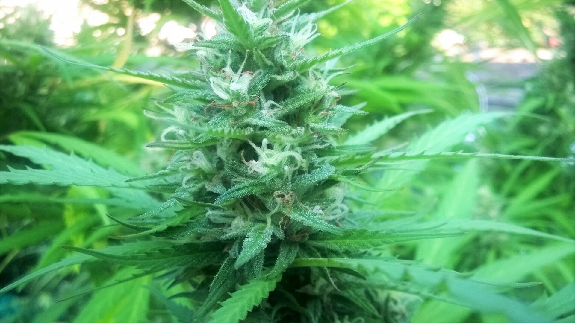 10 Best Compost Tea For Flowering In 2023 The Wrench Finder