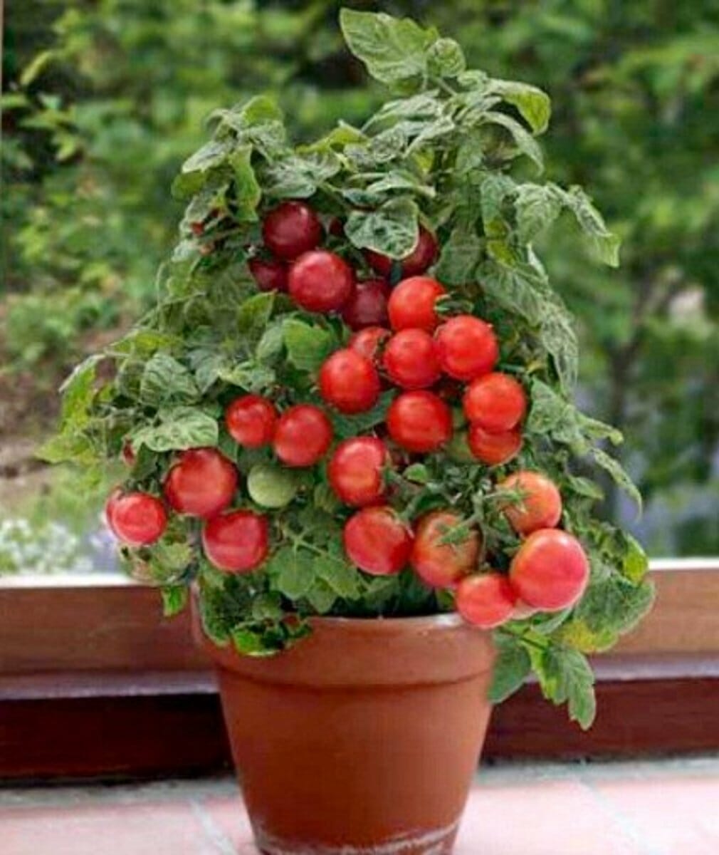 patio tomato plants 1