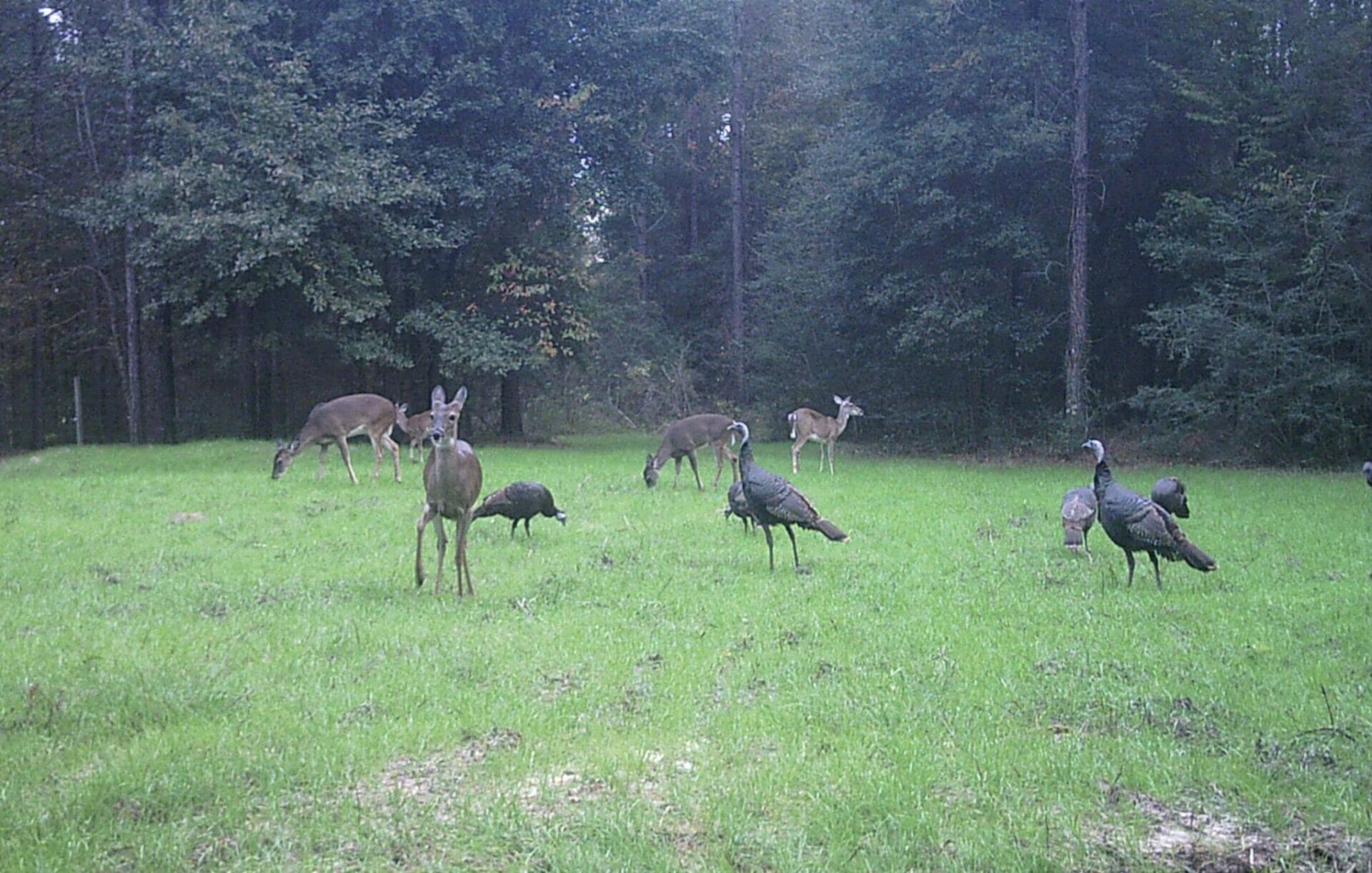 10 Best Fertilizer For Deer Food Plots In 2023 The Wrench Finder