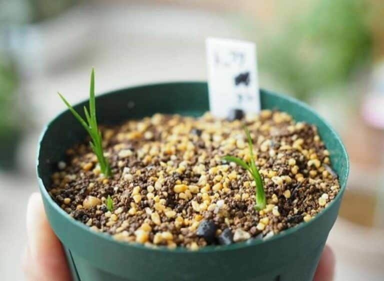 fertilizer for ponytail palm 1