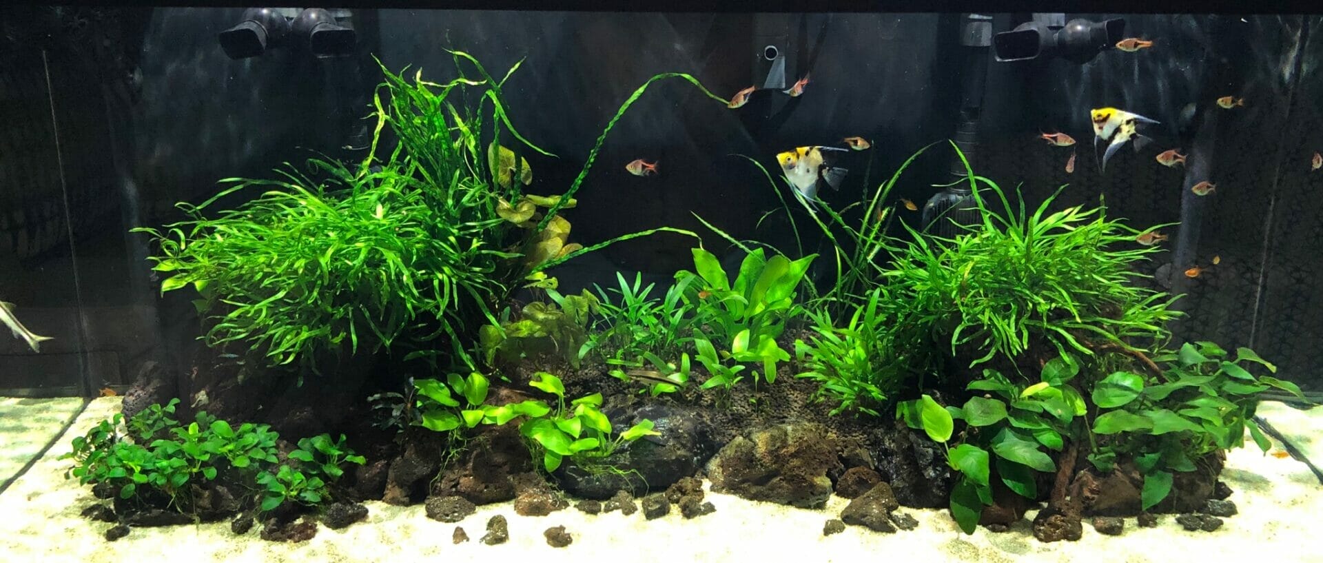 light for planted tank 2