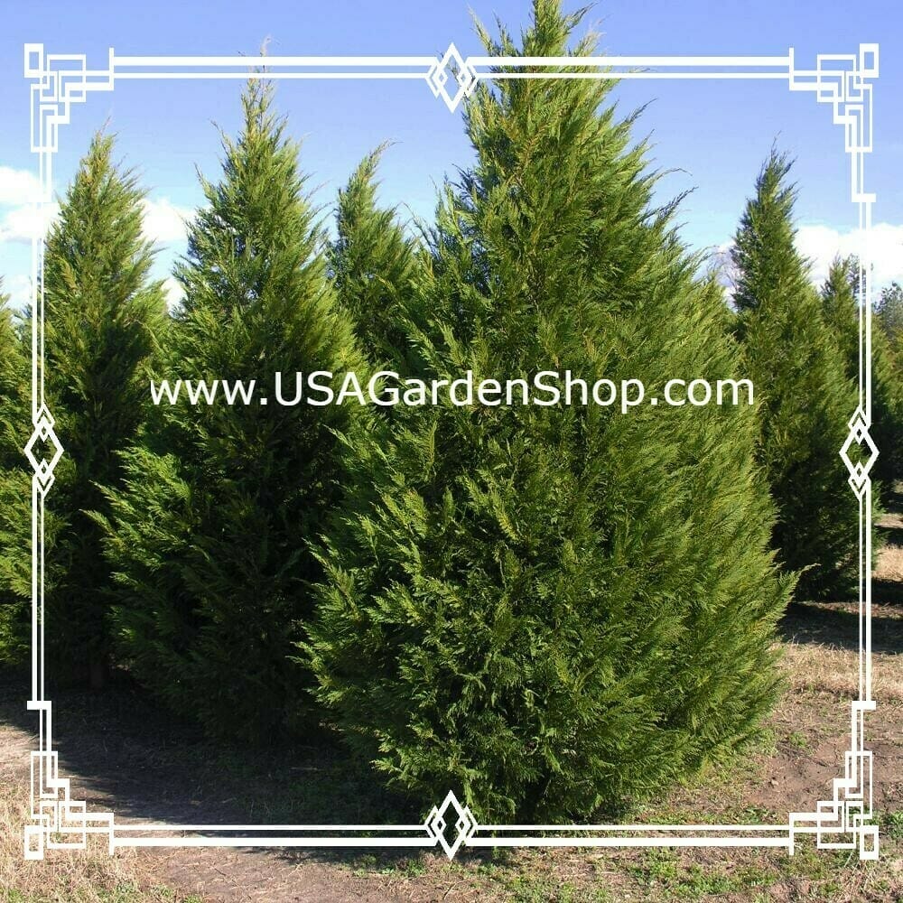 fertilizer for leyland cypress 1