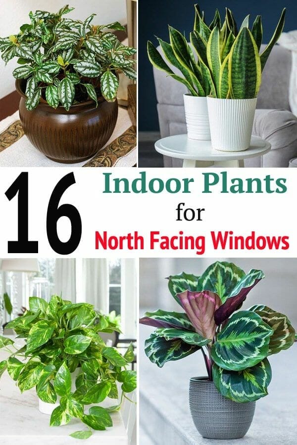 10 Best Plants For North Facing Window In 2023 The Wrench Finder