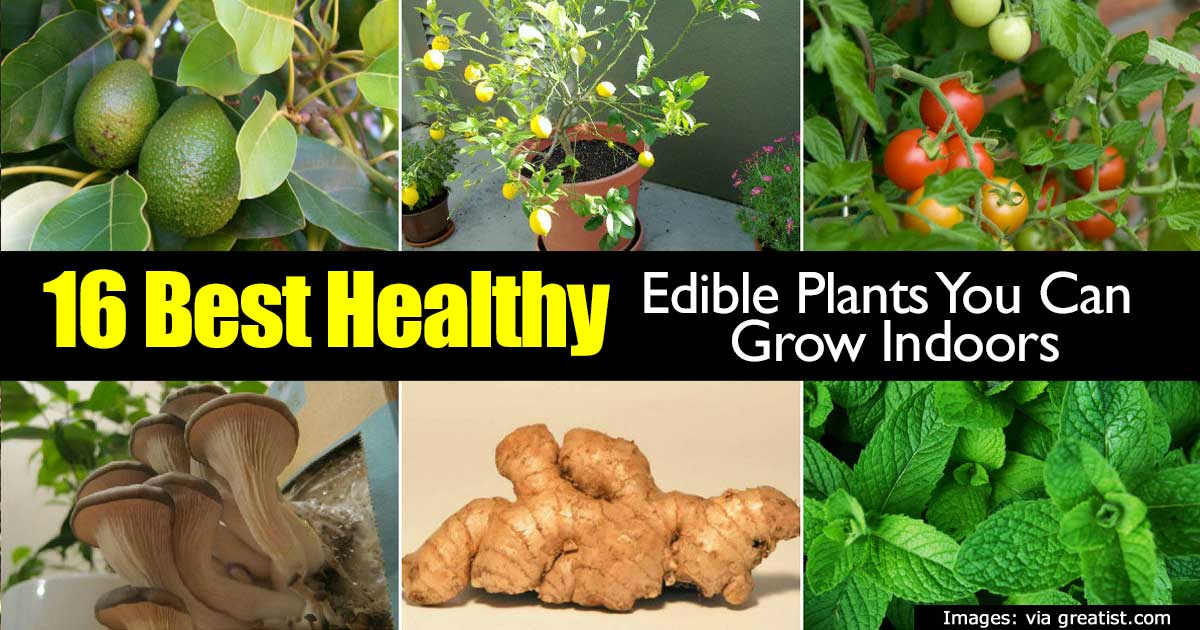 edible plants to grow indoors 1