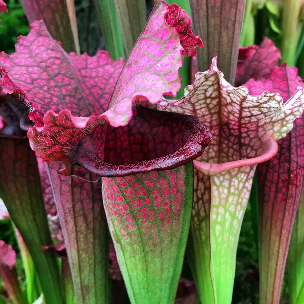 10 Best Pots For Carnivorous Plants In 2023 The Wrench Finder