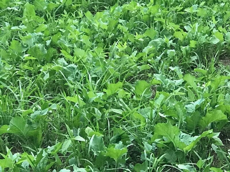 fertilizer for deer food plots 2