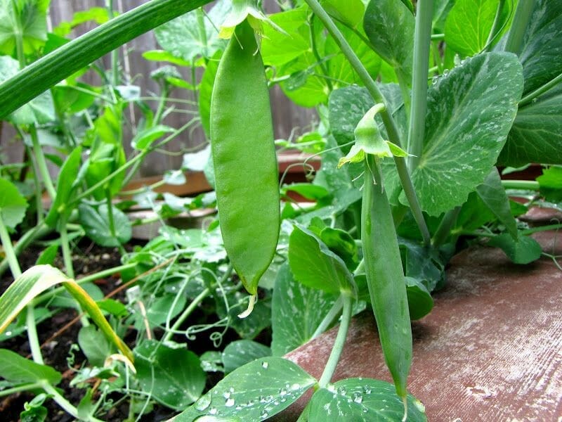 10 Best Fertilizer For Peas In 2023 The Wrench Finder