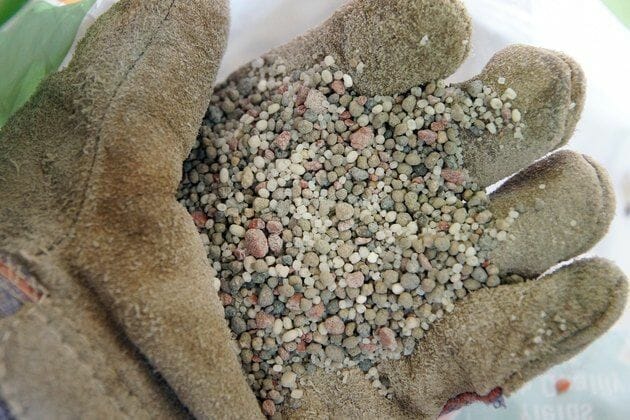 fertilizer for plum trees 2