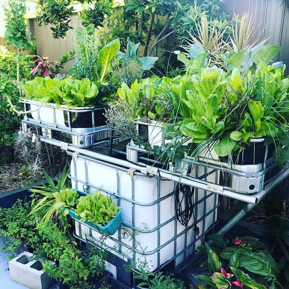plants for aquaponics 1