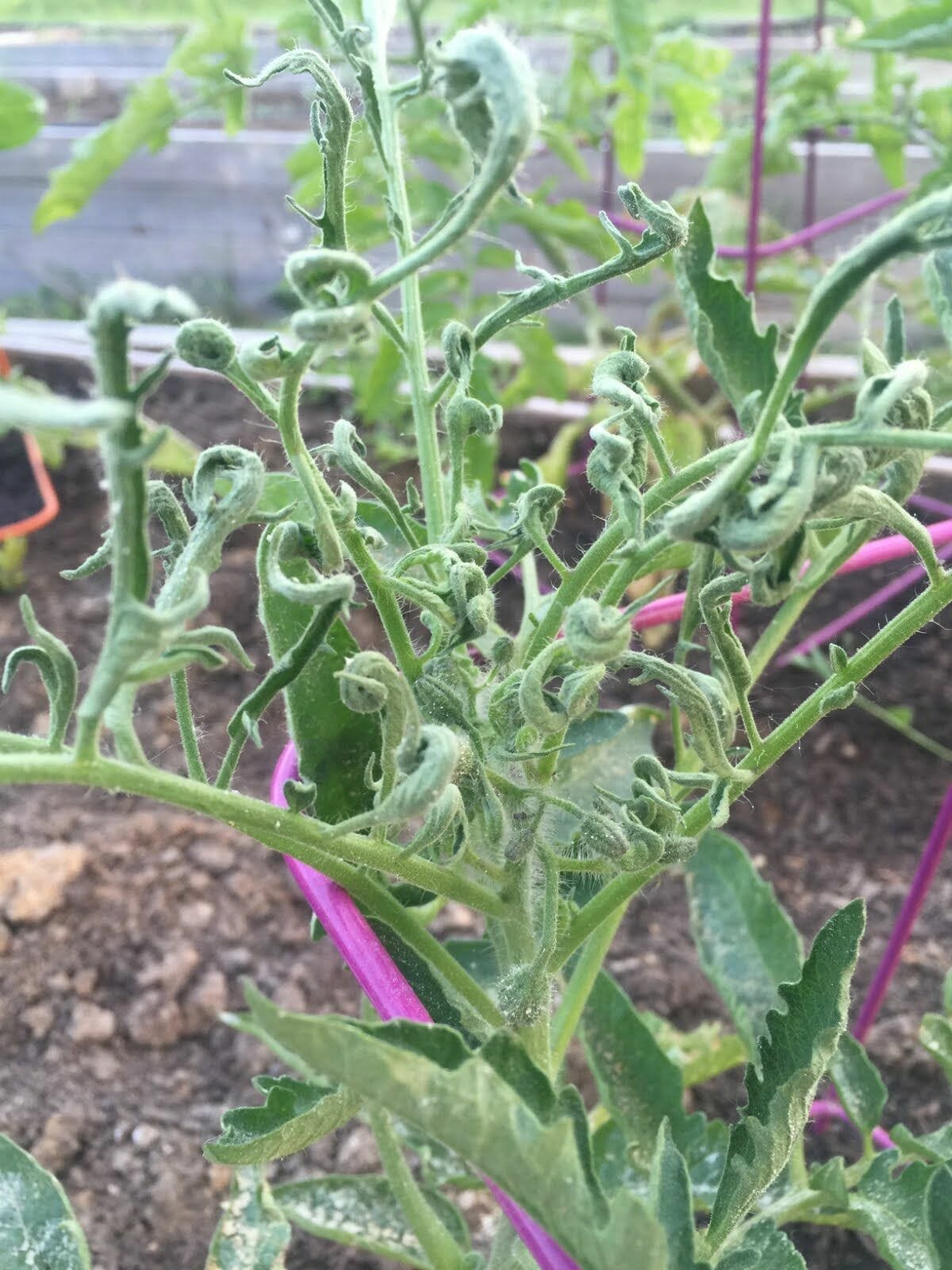 compost for fruit trees 1