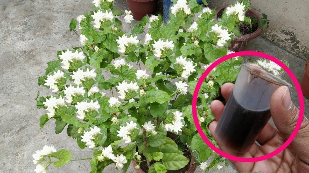 fertilizer for star jasmine 1
