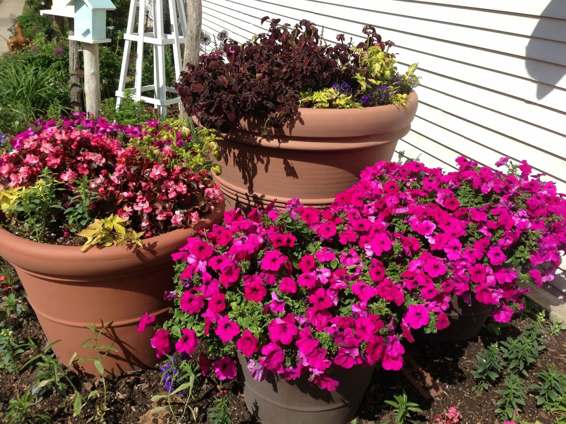 outdoor potted plants for utah 2