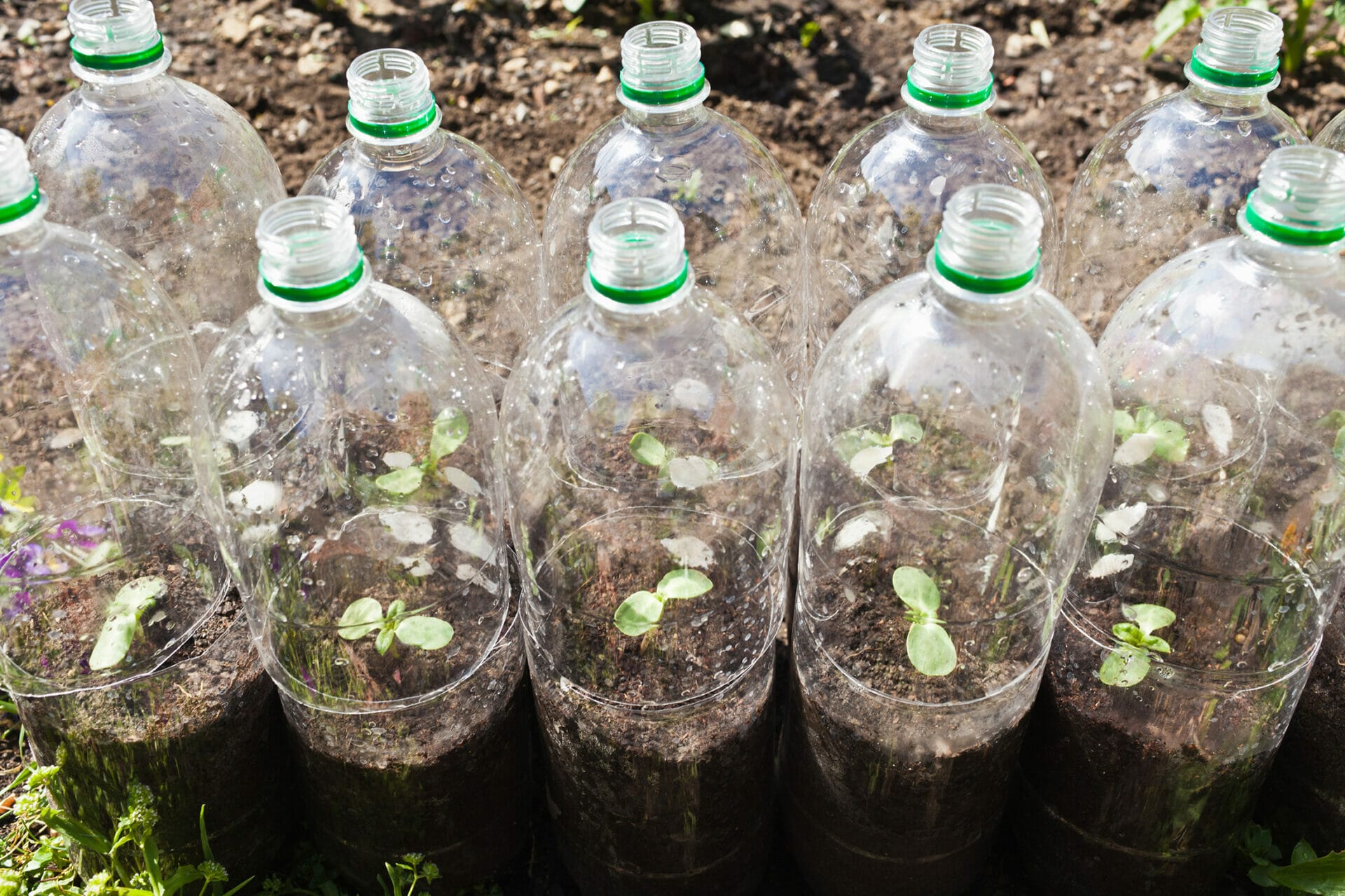 bottled water for plants 2