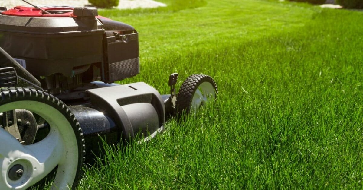 mowing height for tall fescue 1