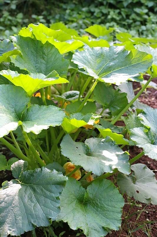 fertilizer for squash 2