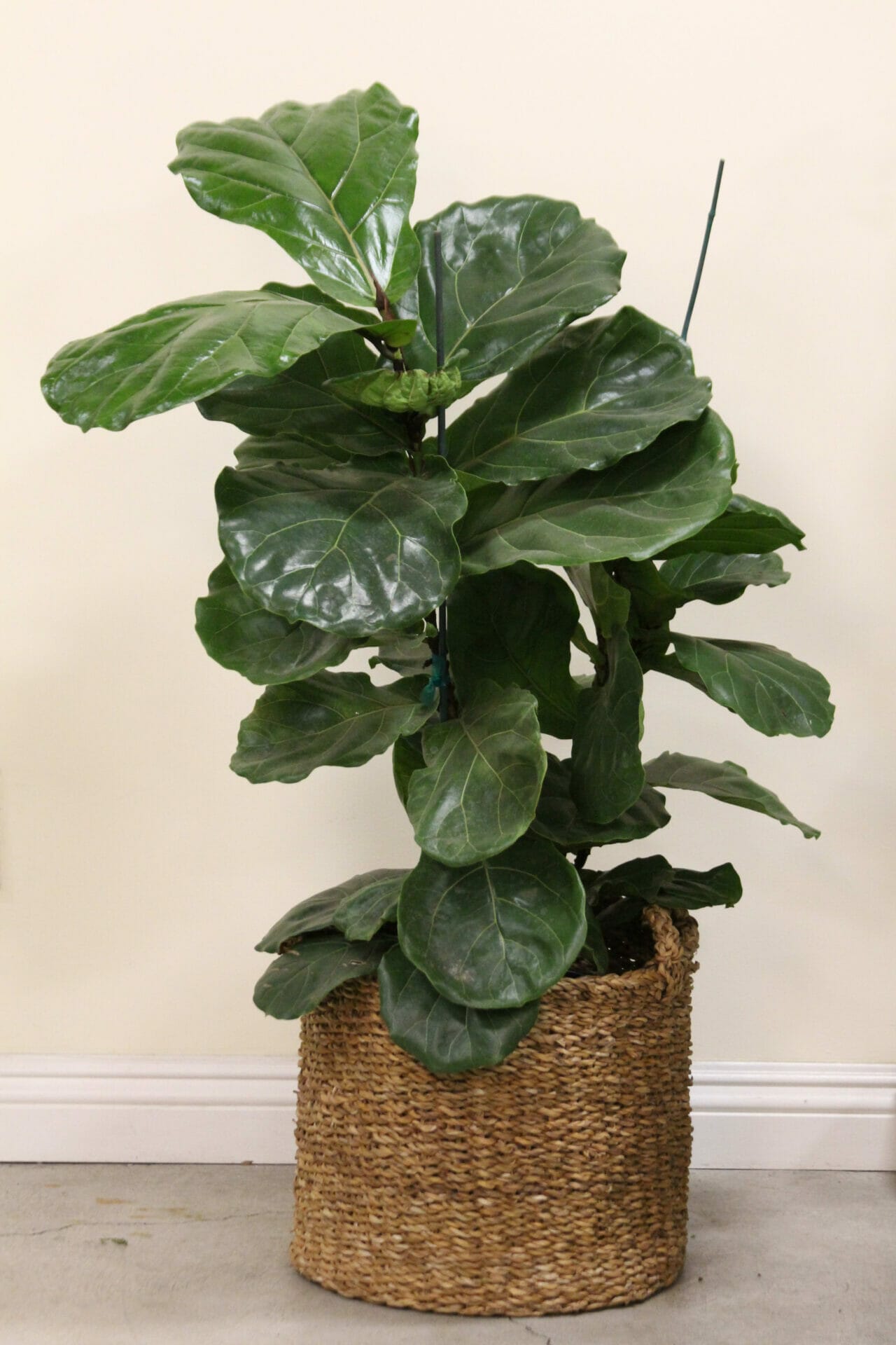 plant food for fiddle leaf fig 1