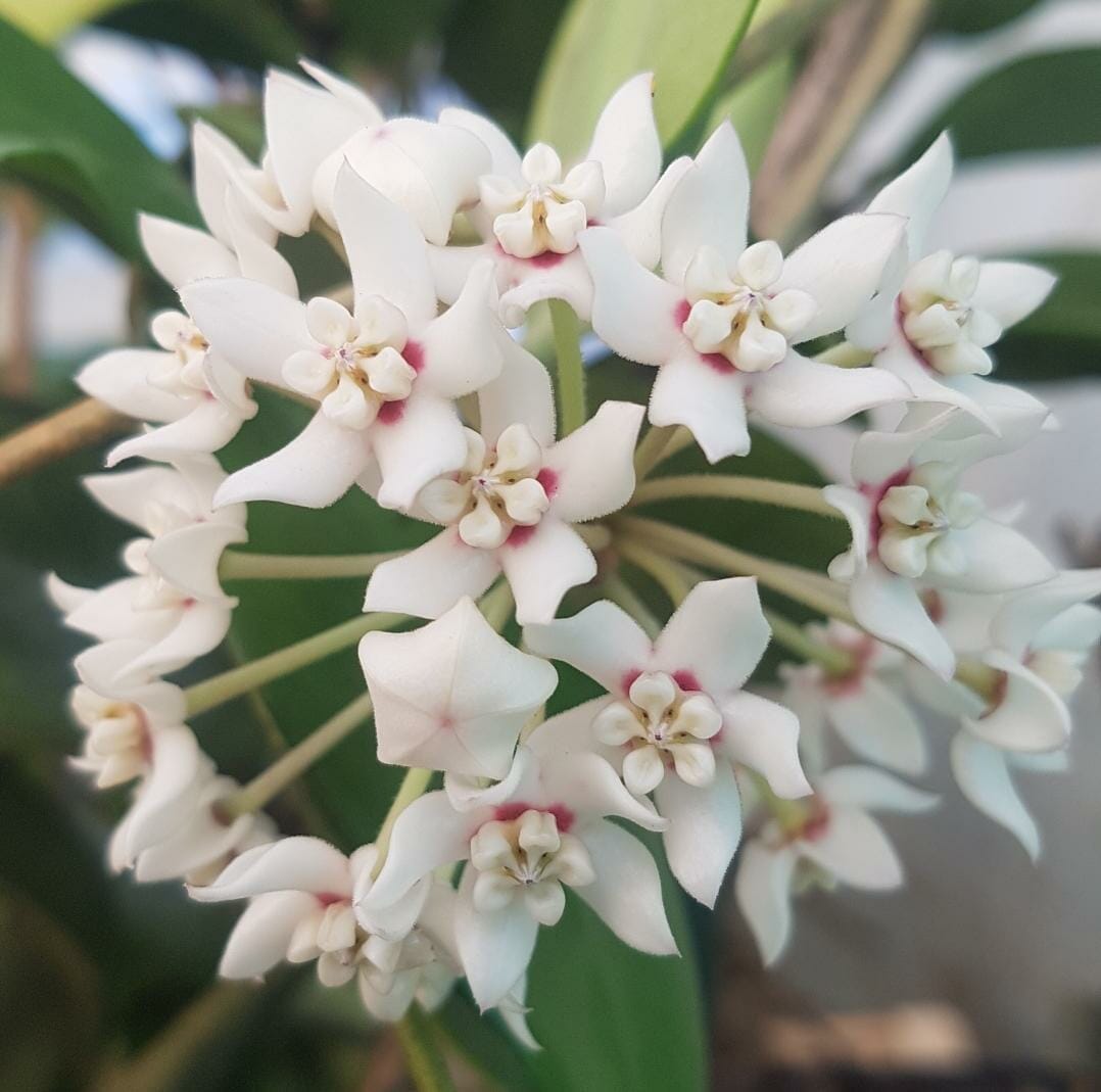 10 Best Pot For Hoya Plant In 2023 The Wrench Finder