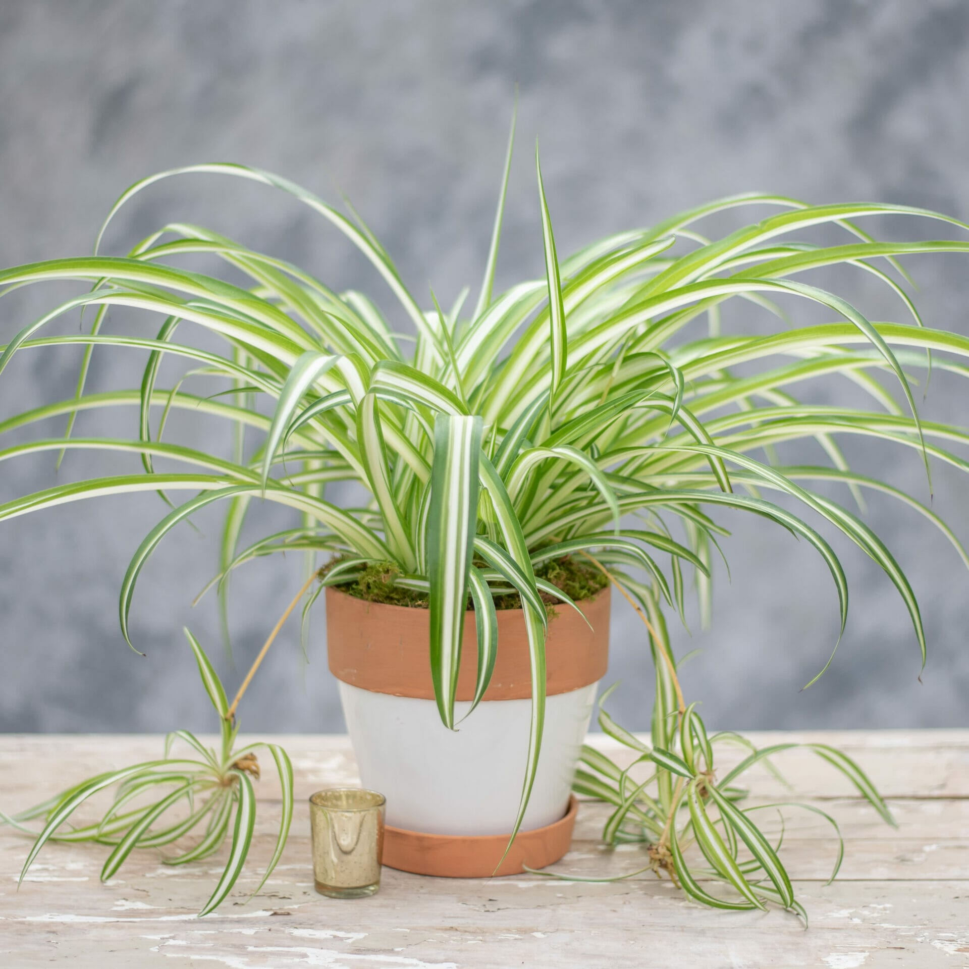 planter for spider plant 2