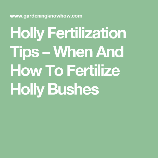 fertilizer for holly bushes 1