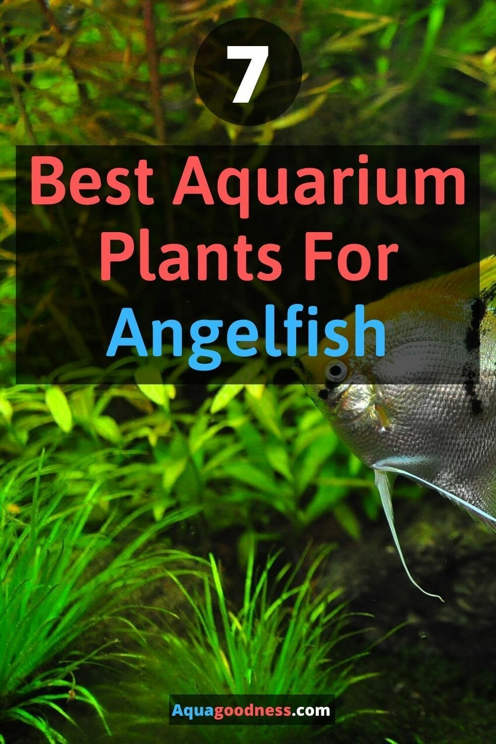 plants for angelfish 2