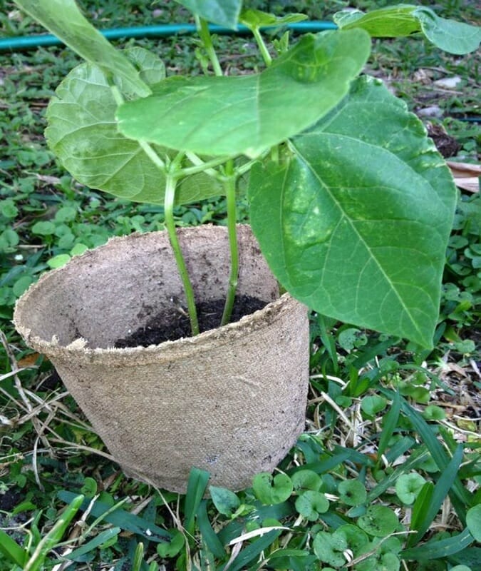 10 Best Store Bought Compost In 2023 The Wrench Finder