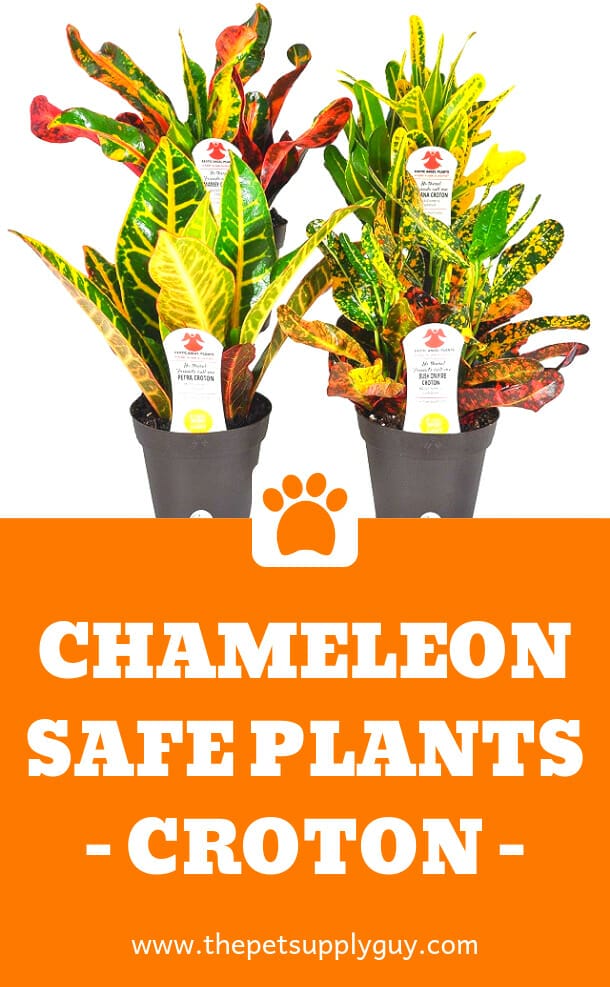 plants for veiled chameleons 2