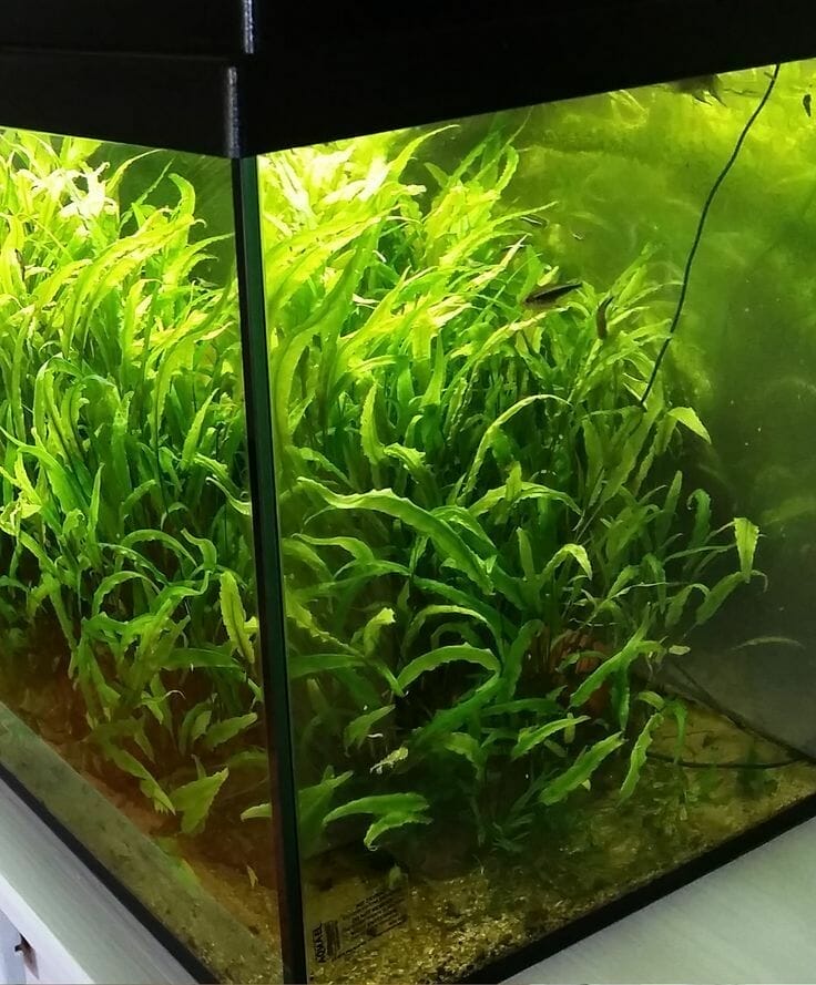 low light aquarium plants 1