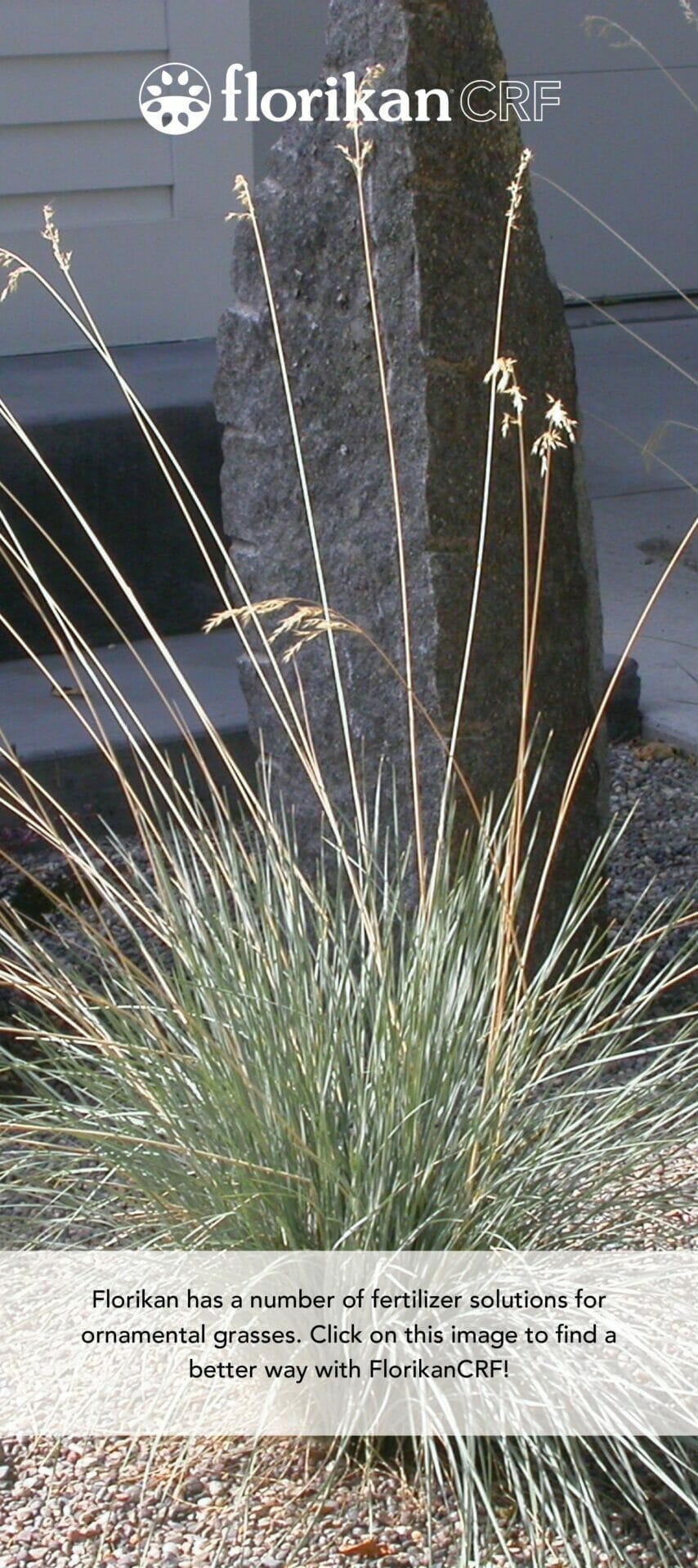 10 Best Fertilizer For Ornamental Grasses In 2023 The Wrench Finder